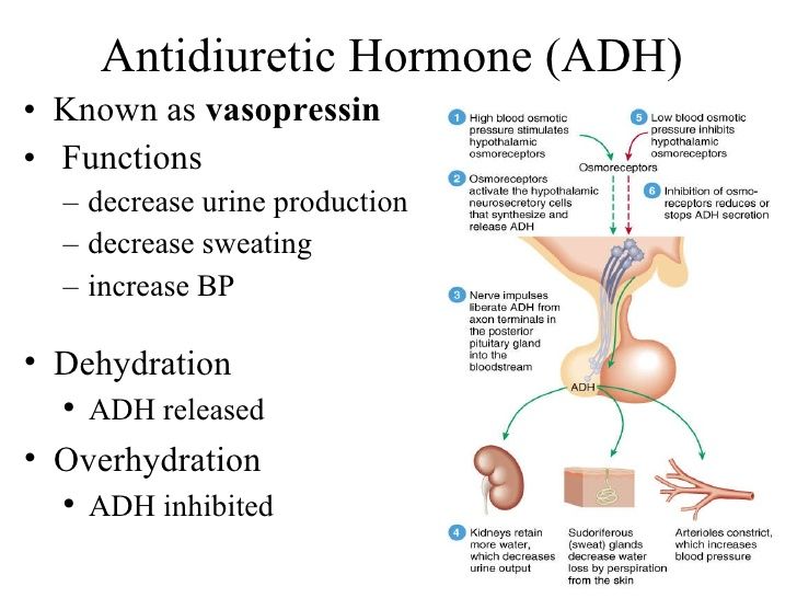Antidiuretic Hormone (ADH) Known as vasopressin Functions