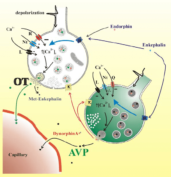 Proposed model for μ opioid receptor activation on OT and AVP