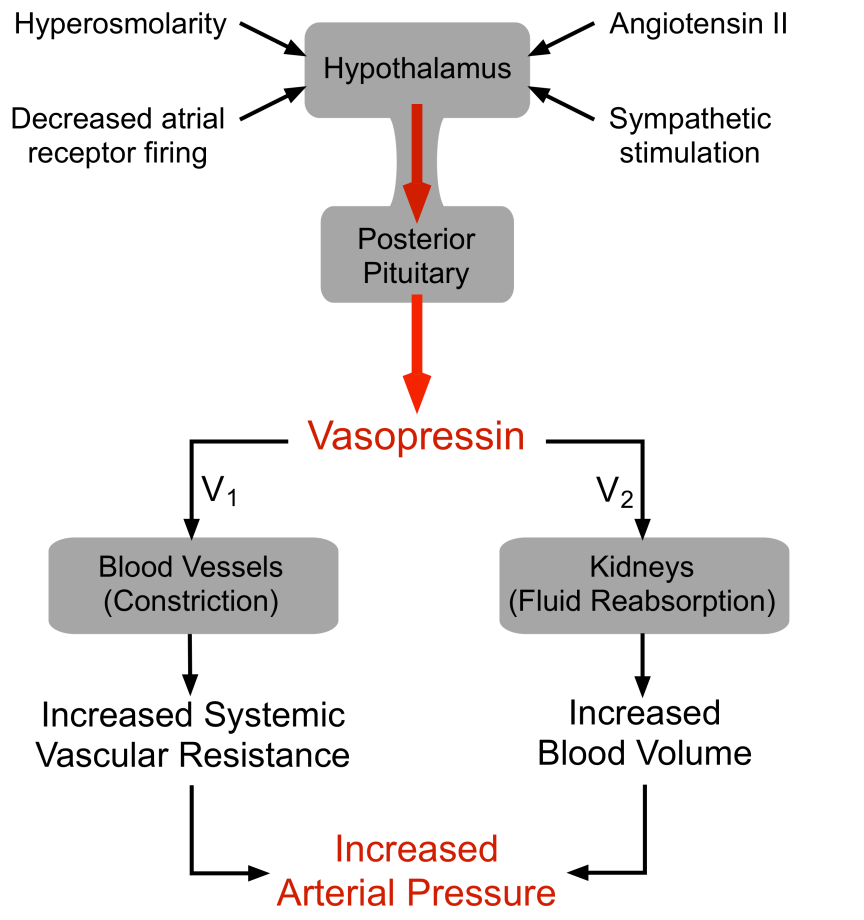 vasopressin regulation of arterial pressure For Class Physiology