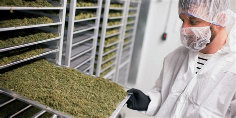 Three highpaying jobs that will earn you sixfigures in the cannabis