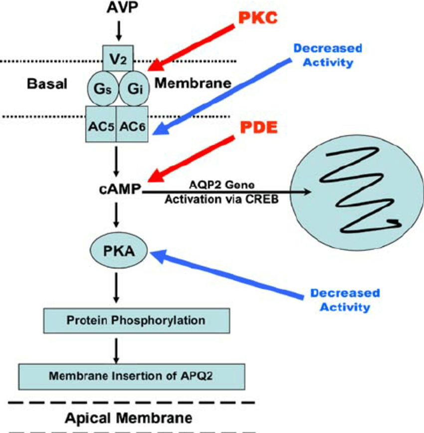 Sequence of intracellular events leading from the binding of AVP to its